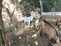 Kozy (partia, płeć nieokreślona), Kozy — zdjęcie 3