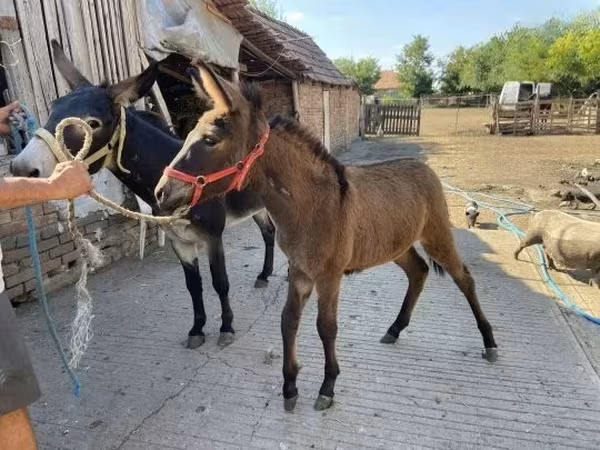 雌馬, 馬