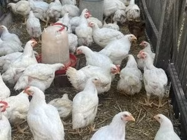 Danish hen — Vengriya