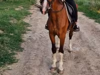 घोड़ा, Hungarian horse breed — फ़ोटो 1
