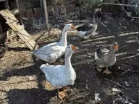 Geese — Foto 1