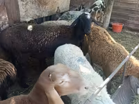 Ovelha, Rhon sheep — foto 6