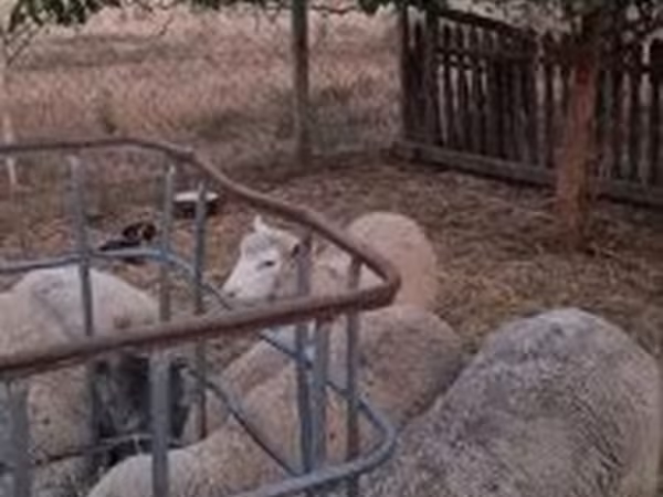 كبش, Cerry Hill sheep