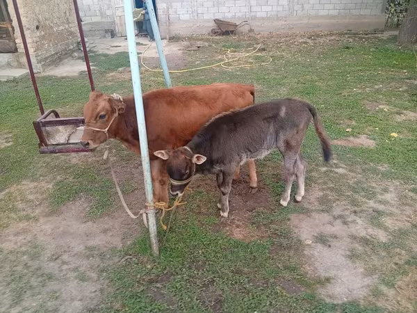 Sigir, Swiss cattle