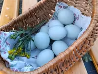 Chickens — Foto 4