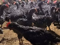 Chickens — fotografija 1