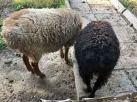 公羊, Hissar sheep — 照片 3