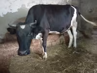 Cow, Russian Black pied cattle — photo 4