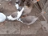 Geese — الصورة 3