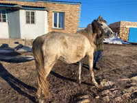 Égua, Kazakh horse — foto 1