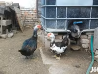 Ducks — الصورة 7