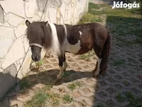 Pastuv, Falabella — fotografija 3
