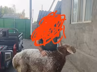 Widder, Tian-Shan semifinewool sheep — Foto 1