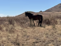 公马, Kazakh horse — 照片 4