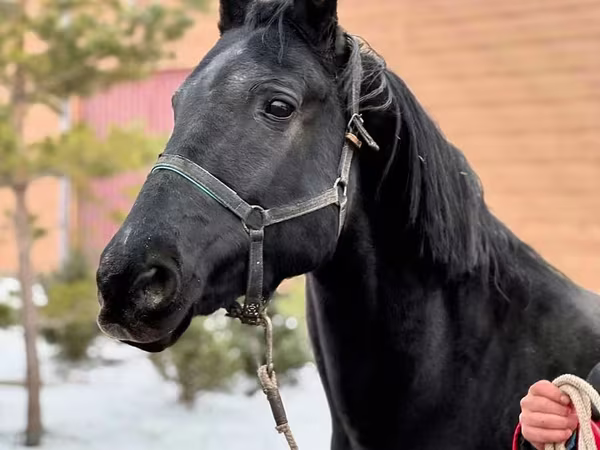 Kobyła, Akhal-Teke