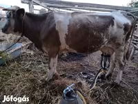 牛只（批次，未指定性别）, Cattle — 照片 6
