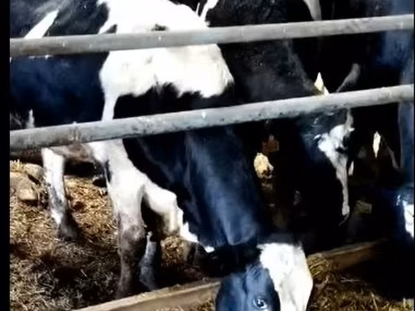 Krava, Yaroslavl cattle