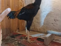 Chickens — fotografija 5