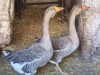 Geese — الصورة 7