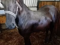 Kobyła, Friesian — zdjęcie 1