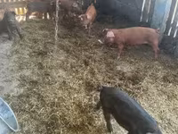 Verro, Мангалица — foto 4