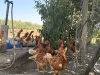 Chickens — fotografija 1