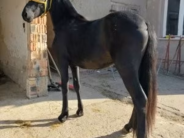 Cheval, Friesian