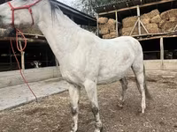 Бие, Tersk horse — 2-сурет