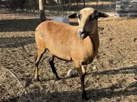 Schaf, Cameroon sheep — Foto 3