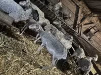 Sheep, Sheep — photo 2