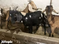 Jarac, Nubian Goat — fotografija 3