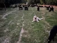 雌羊, Racka sheep — 写真 4