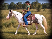 Pastuv, National Show Horse — fotografija 2