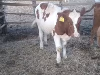 Byk, Simmental cattle — zdjęcie 4