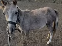Yegua, Caballos — foto 2