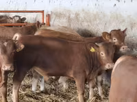 Bik, Simmental cattle — fotografija 2