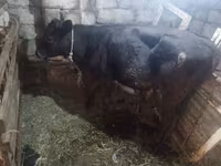 Cow, Simmental cattle — photo 4
