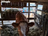 母牛, Simmental cattle — 照片 1