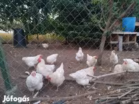Chickens — fotografija 3