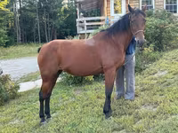 Kobila, Standardbred — fotografija 1