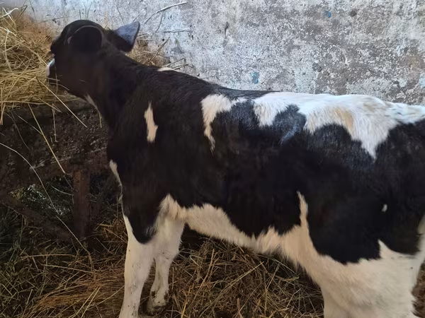 Vaca, Russian Black pied cattle