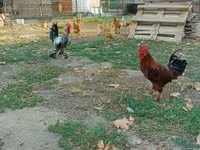 Chickens — foto 3