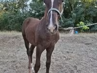 Cavalo, Cavalos — foto 2