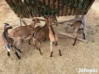 Cabro, Alpine goat — foto 7