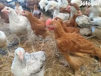 Chickens — 照片 5
