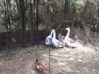 Geese — zdjęcie 2