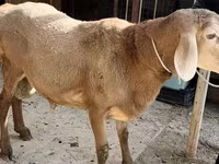 Qoç, Arashan sheep — foto 6