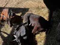 Kozioł, Nubian Goat — zdjęcie 5