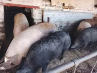 猪（批次，未指定性别）, Pigs — 照片 5