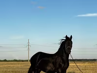 Kobila, Friesian — fotografija 2